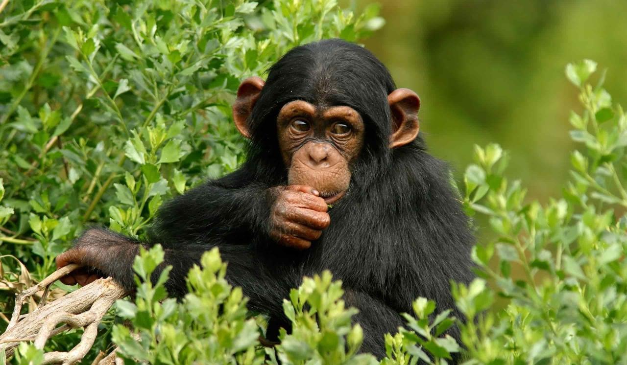 Kibale National Park