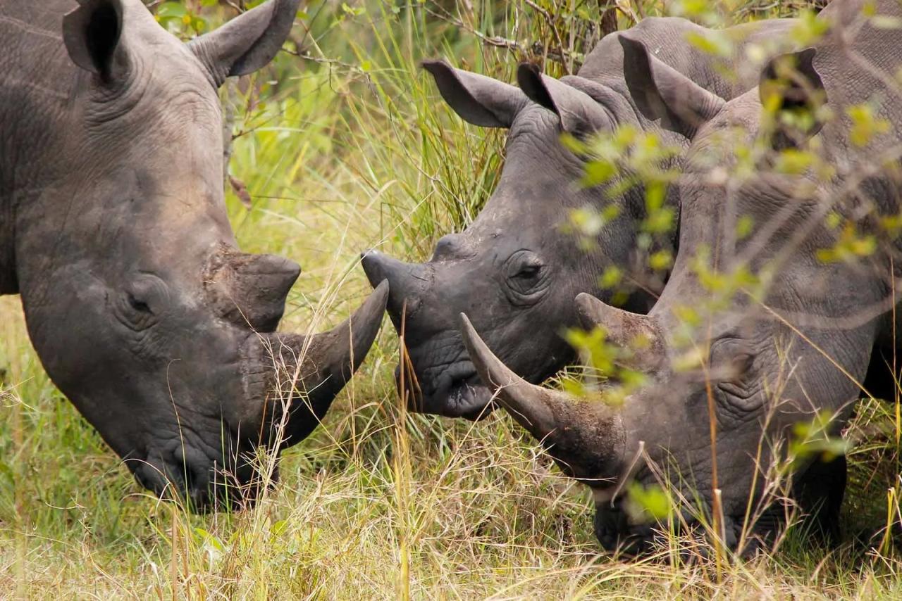 Ziwa Rhino Sanctuary