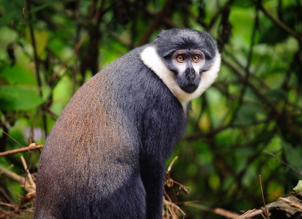 About Engyeya Safaris