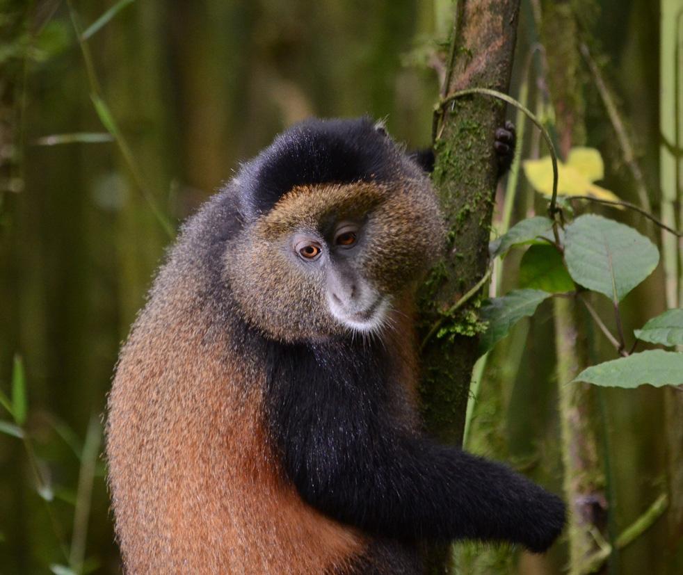 4 Days Uganda Golden Monkey Tour