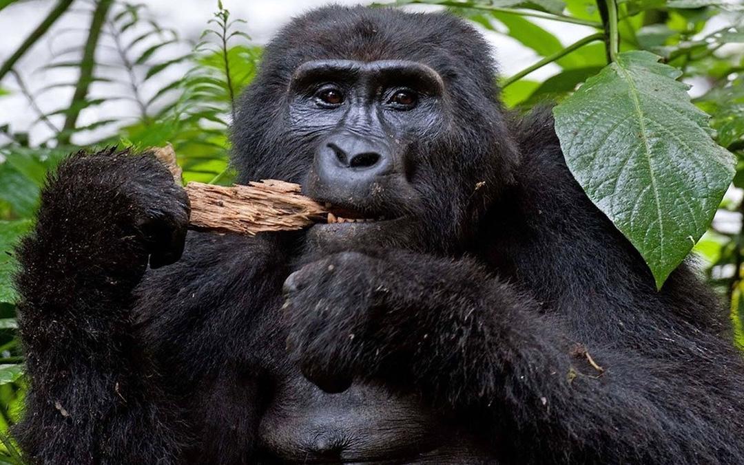 3 Days Gorilla Tracking in Uganda