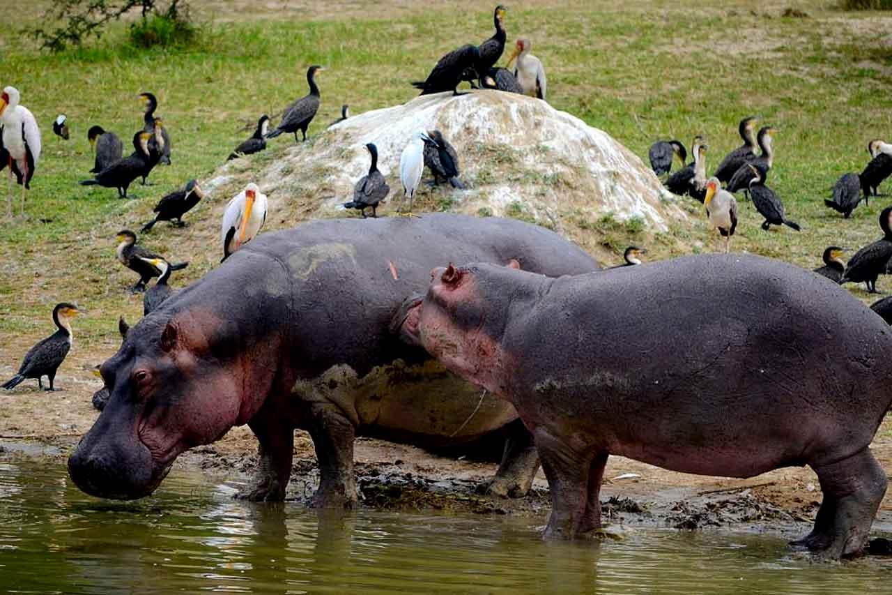 7 Days Uganda Wildlife Safari