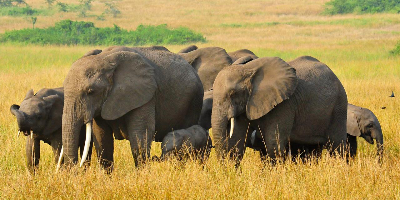 3 Days Queen Elizabeth National Park Safari