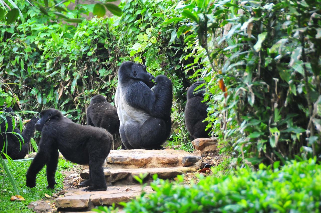 4 Days Fly-In Gorilla Safari