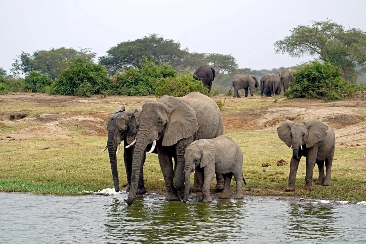 5 Days Uganda Safari Tour