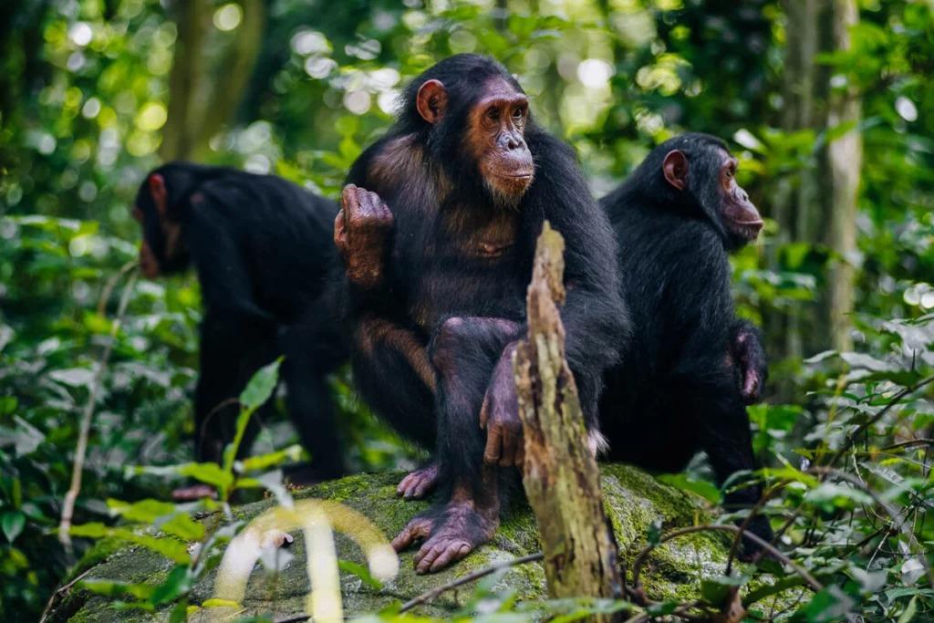 3 Days To Ngamba Island Chimpanzee Sanctuary
