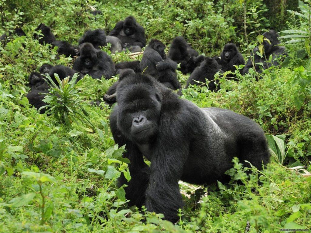 4 Days Of Gorilla And Wildlife Experience In Mgahinga