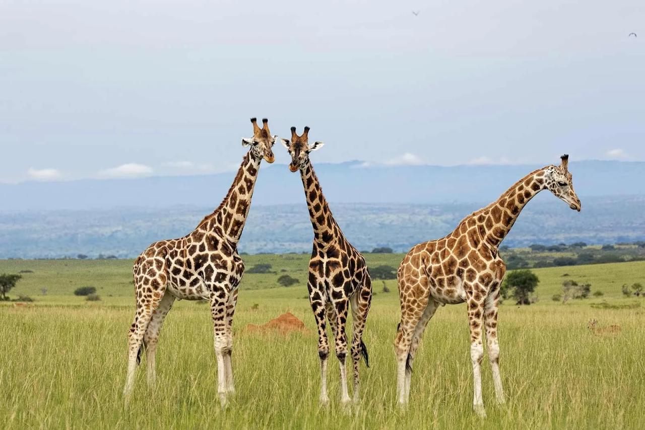  5 Days Flying To Kidepo Valley National Park