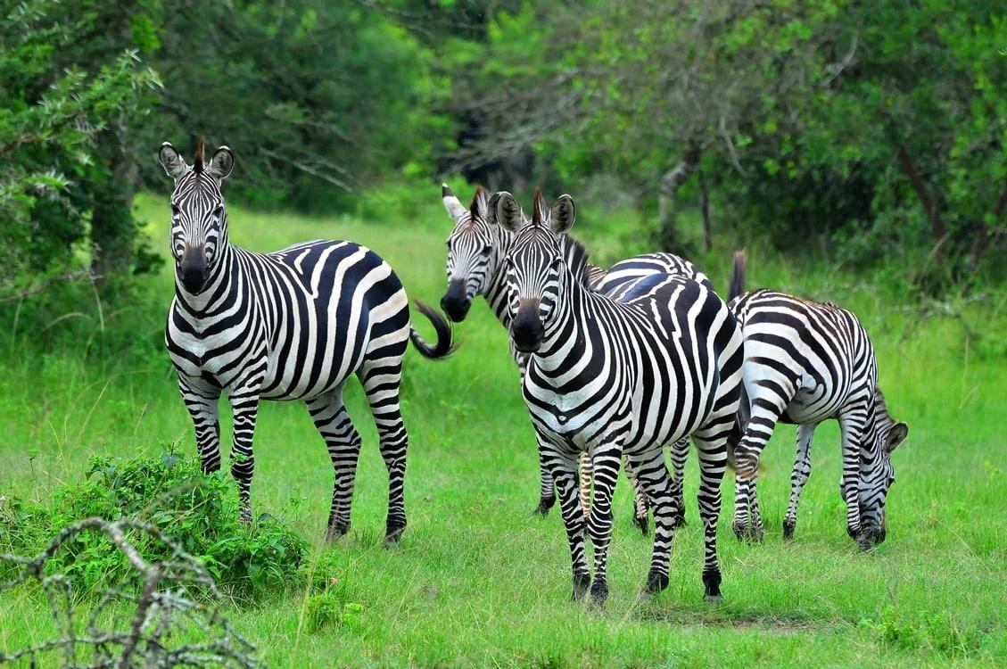 9 Days Eastern Uganda Wildlife and Cultural Tour